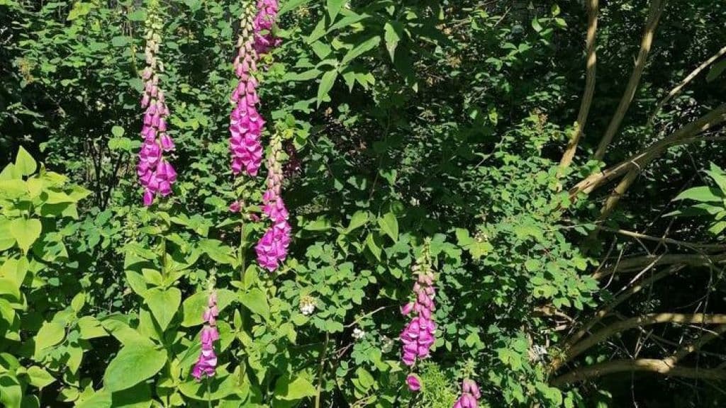 Anette's Bed & Breakfast in Haderslev