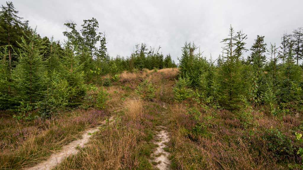 Studefold syd for Nr. Snede (Steer fold)