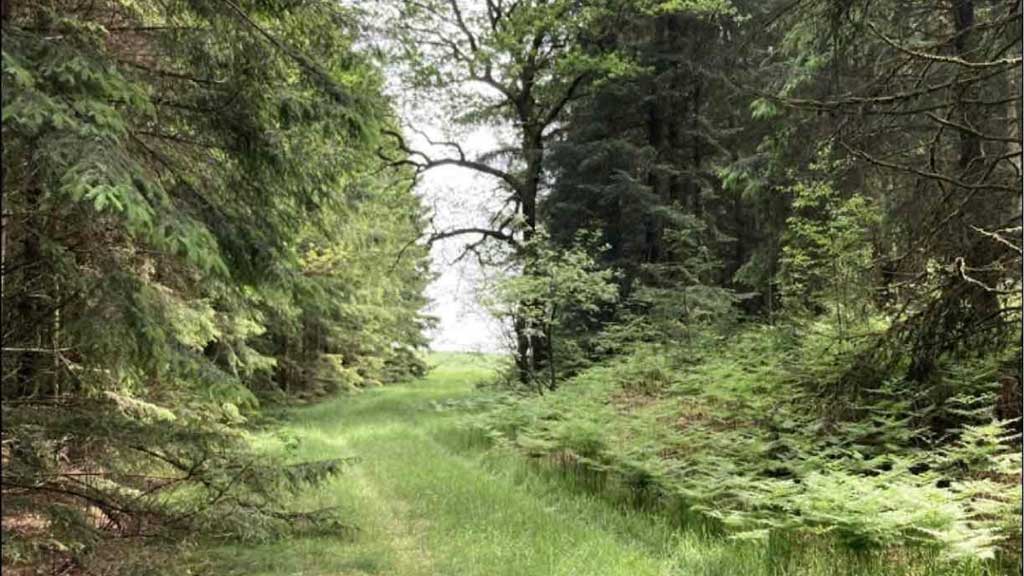 Kærsgaard Primitiv overnatningsplads