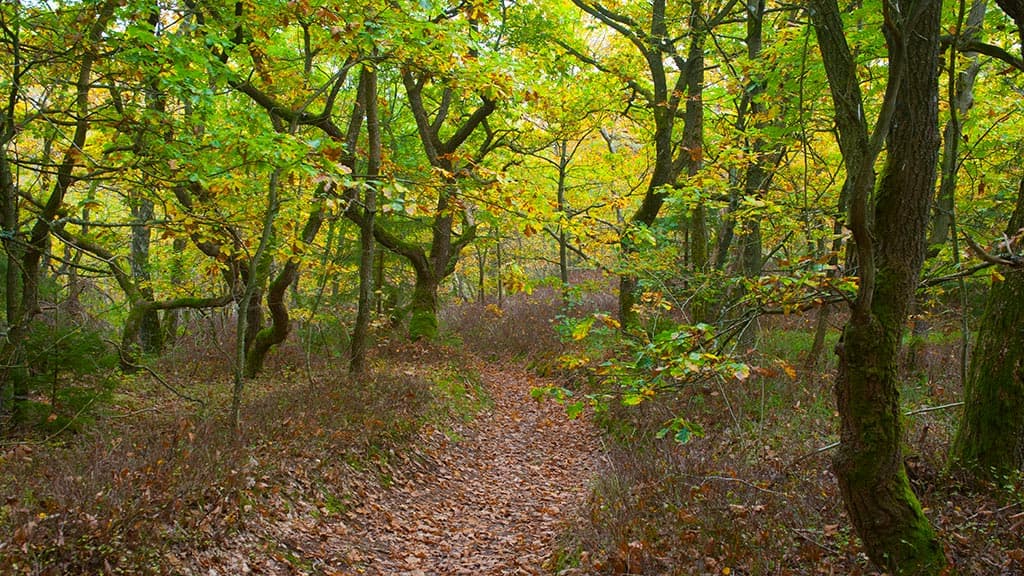 Hærvejen through the ancient protected oak scrub at Stenholt Forest